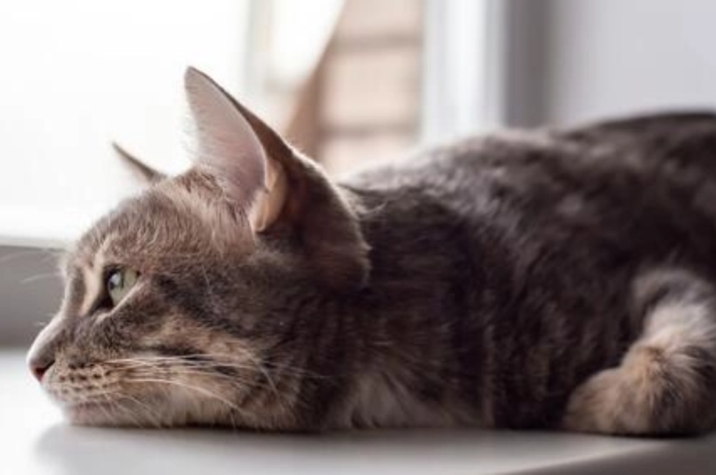 Feline separation anxiety