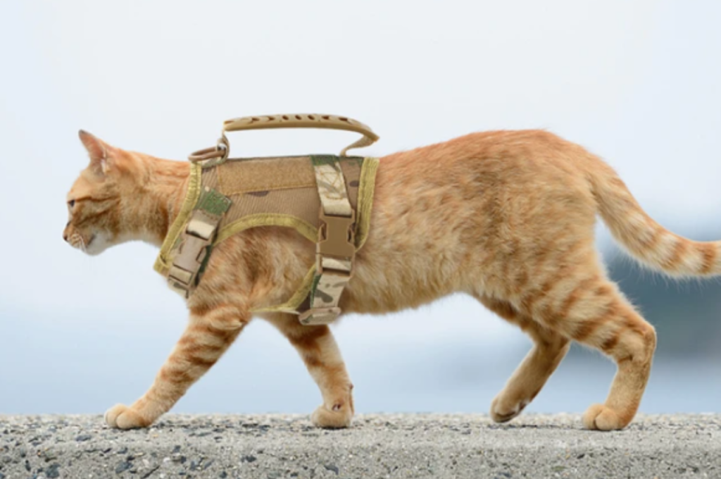 cat training military