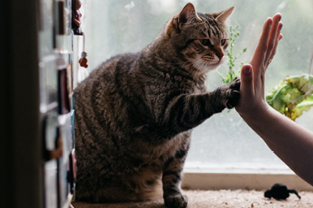 how to teach a cat to high five
