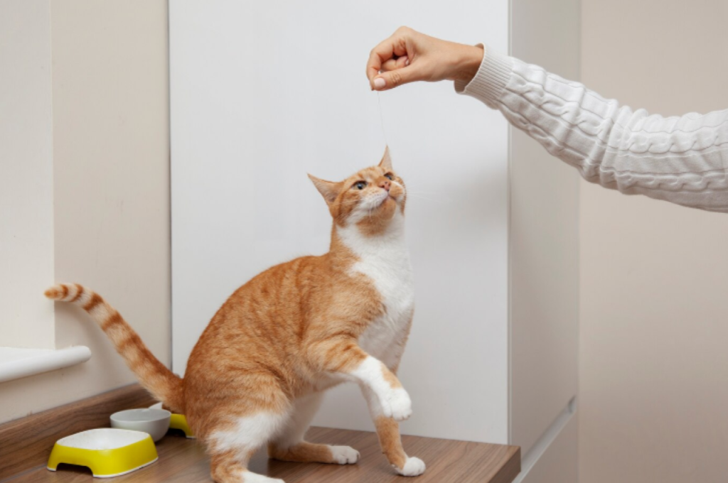how to train your cat to shake hands