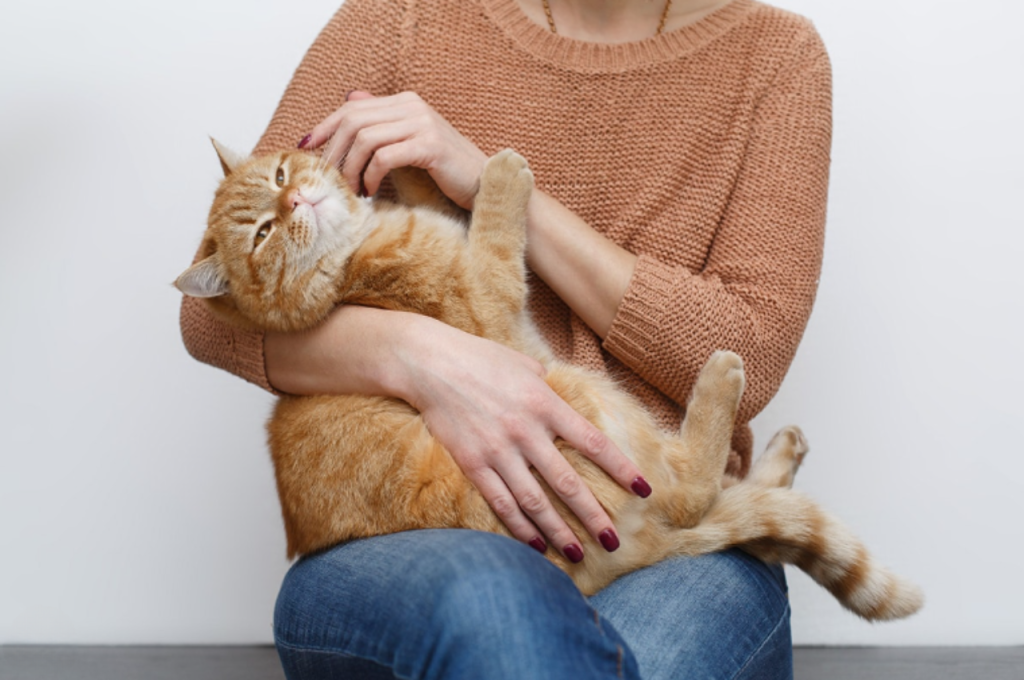 Human-cat attachment