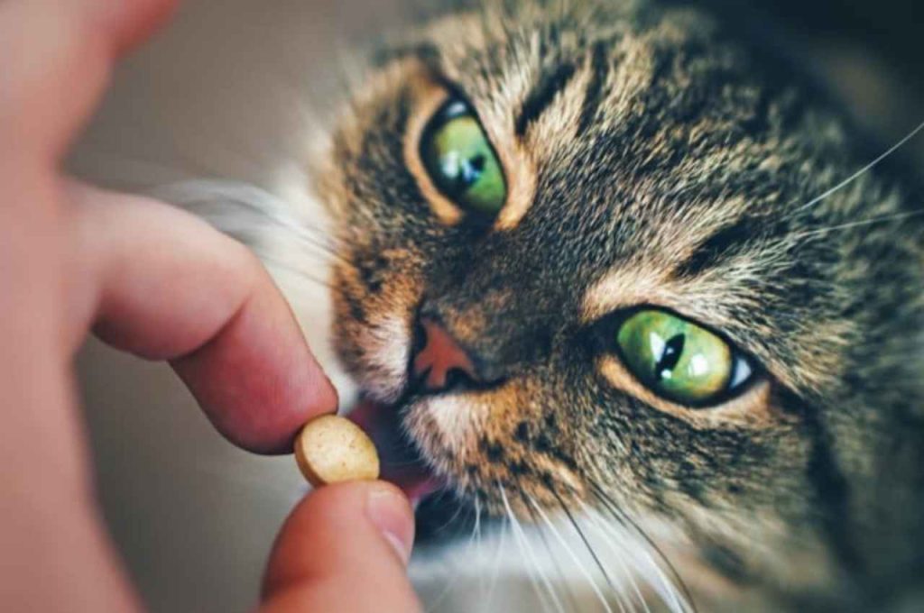 how to give a cat a pill