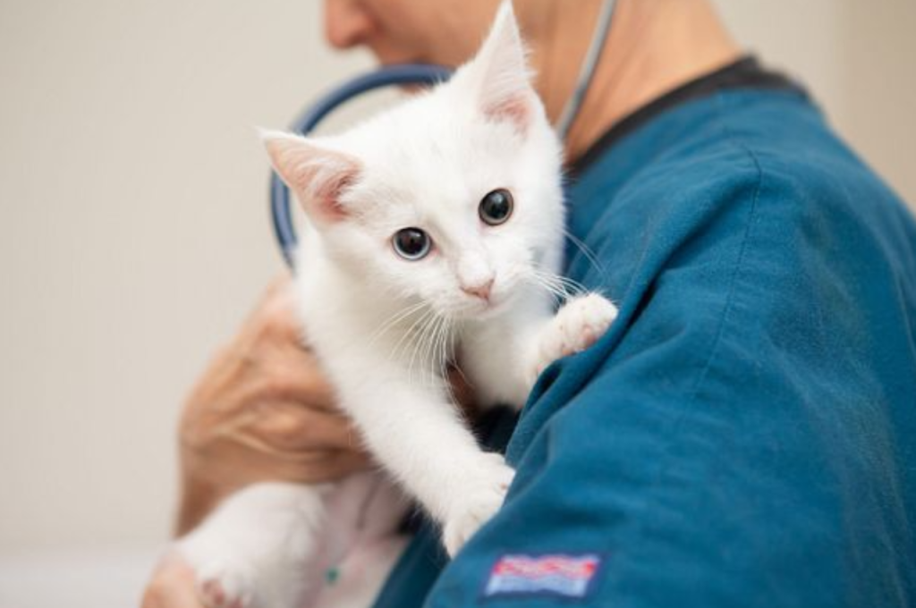 Which meat is best for cats?