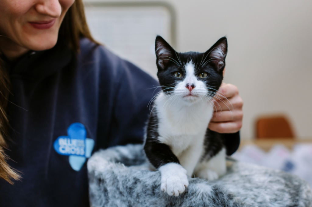 Observing cat well-being