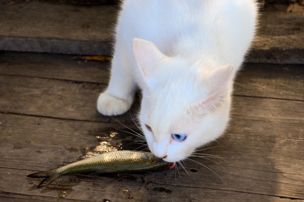 Raw cow liver as a dietary option for cats