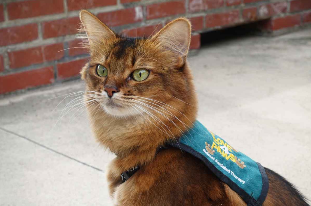 service cat training