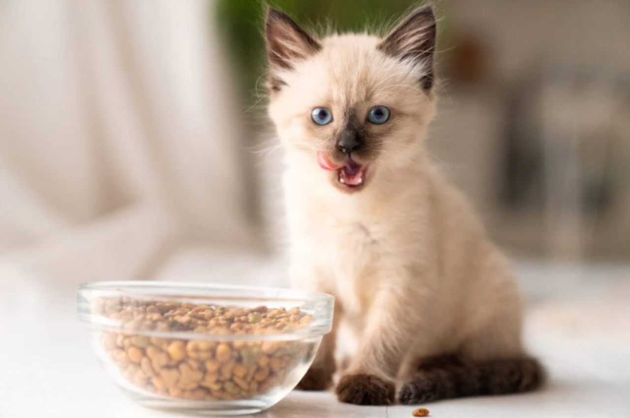 smalls cat food
