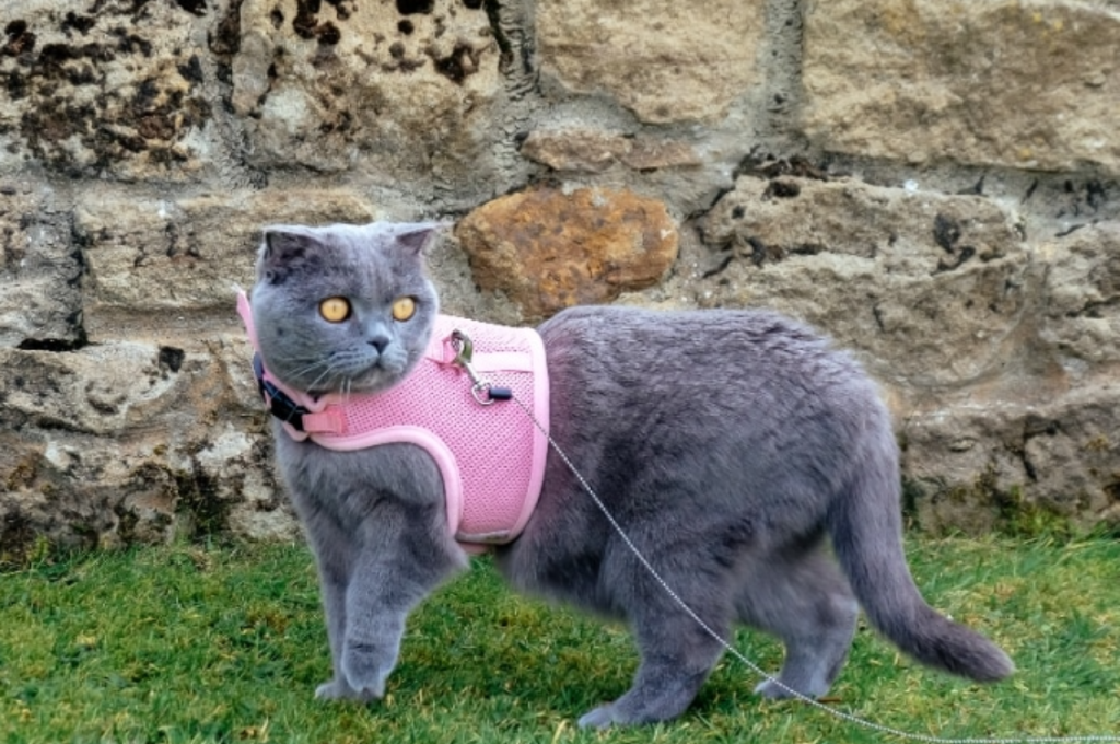 cat training tools
