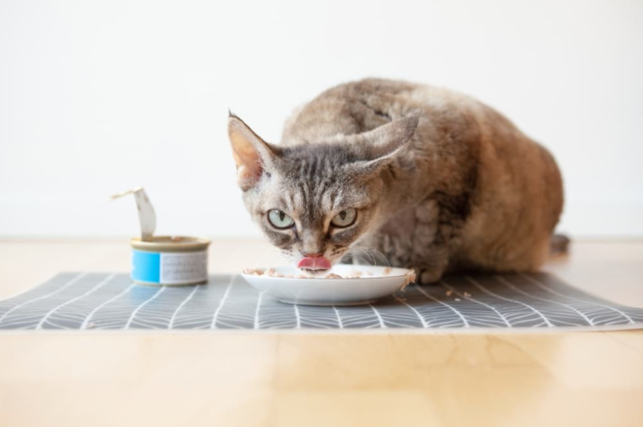 chewy cat food