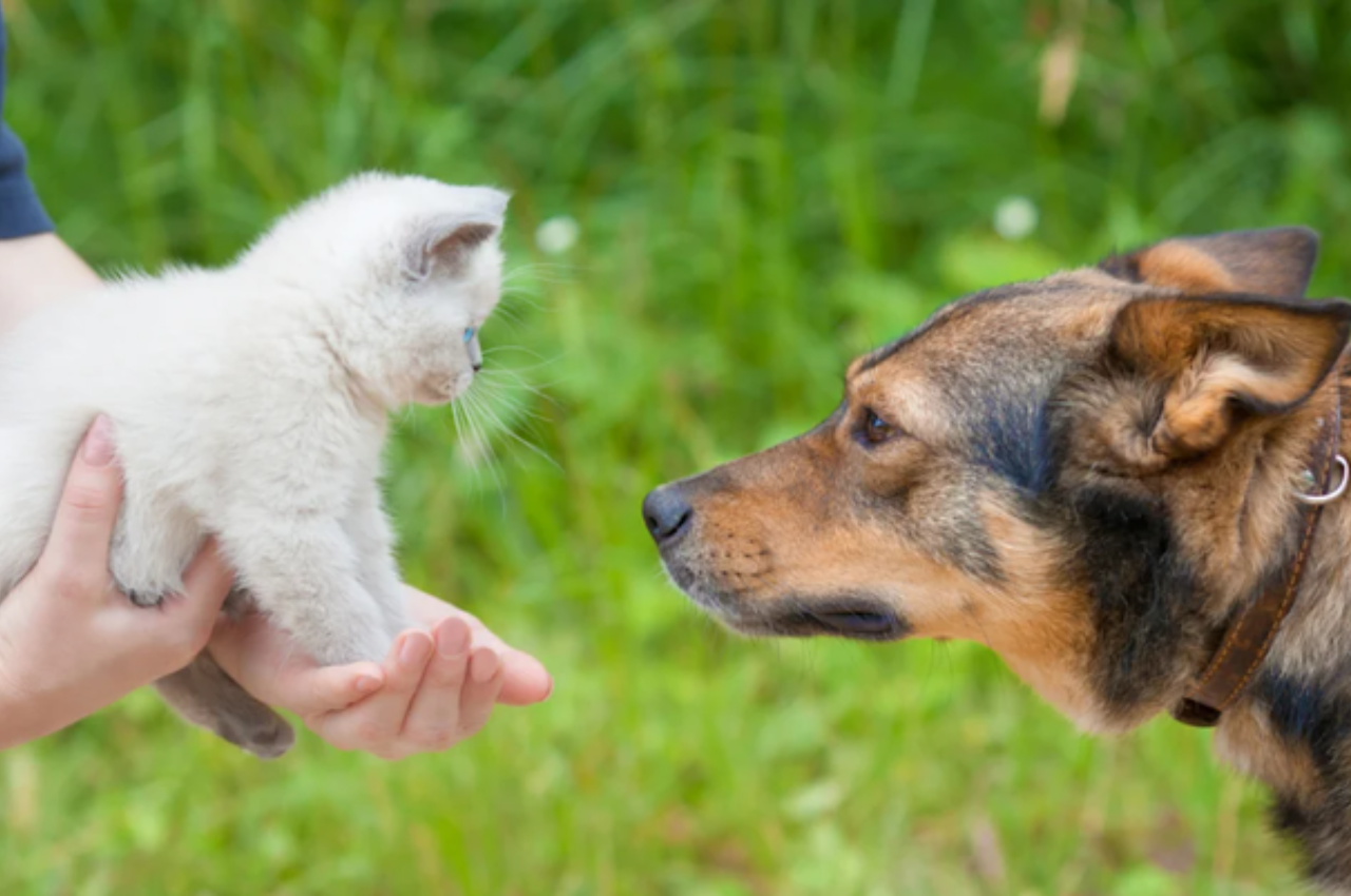 how to introduce a dog to a cat