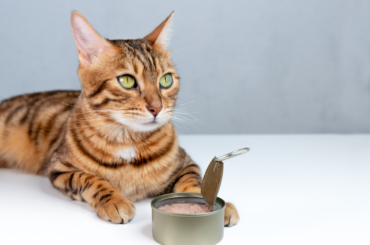 friskies cat food