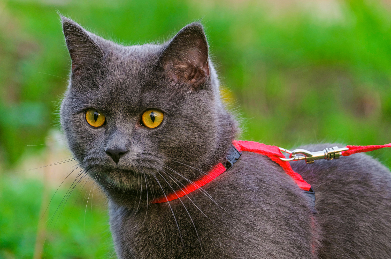 cat harness training
