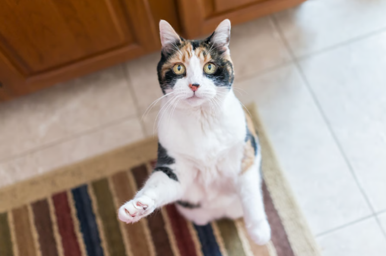 kittens and cats information about training