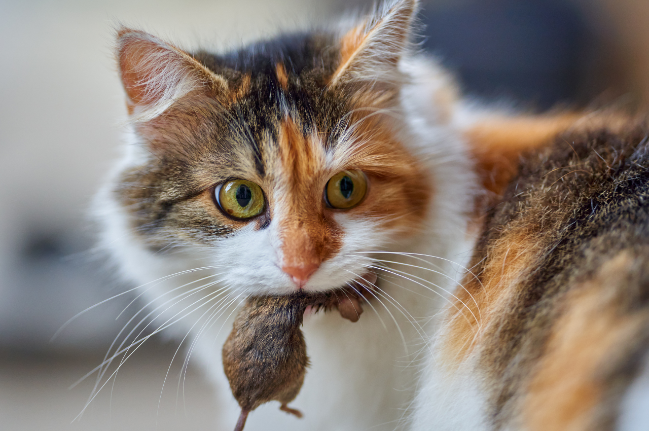 mousetrap training cats