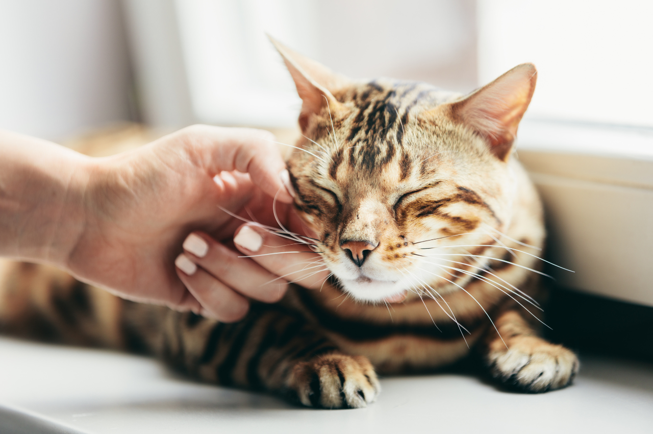 why do cats purr