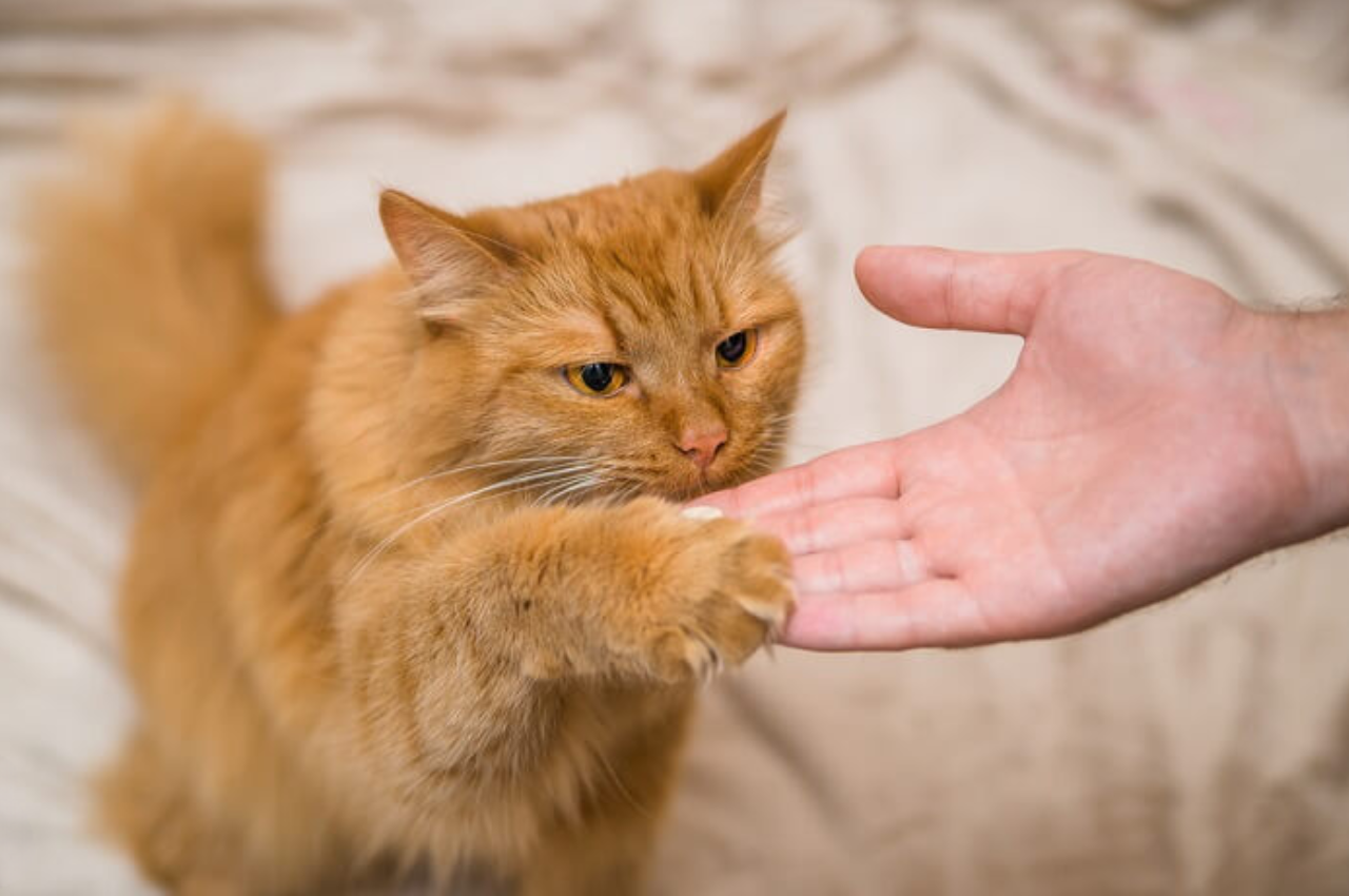 emotional support cat training
