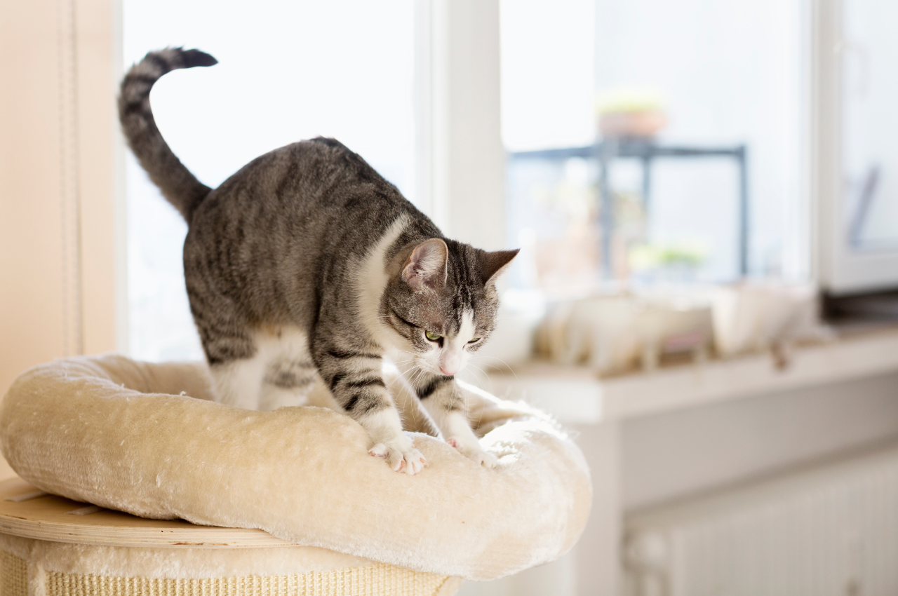 why do cats knead