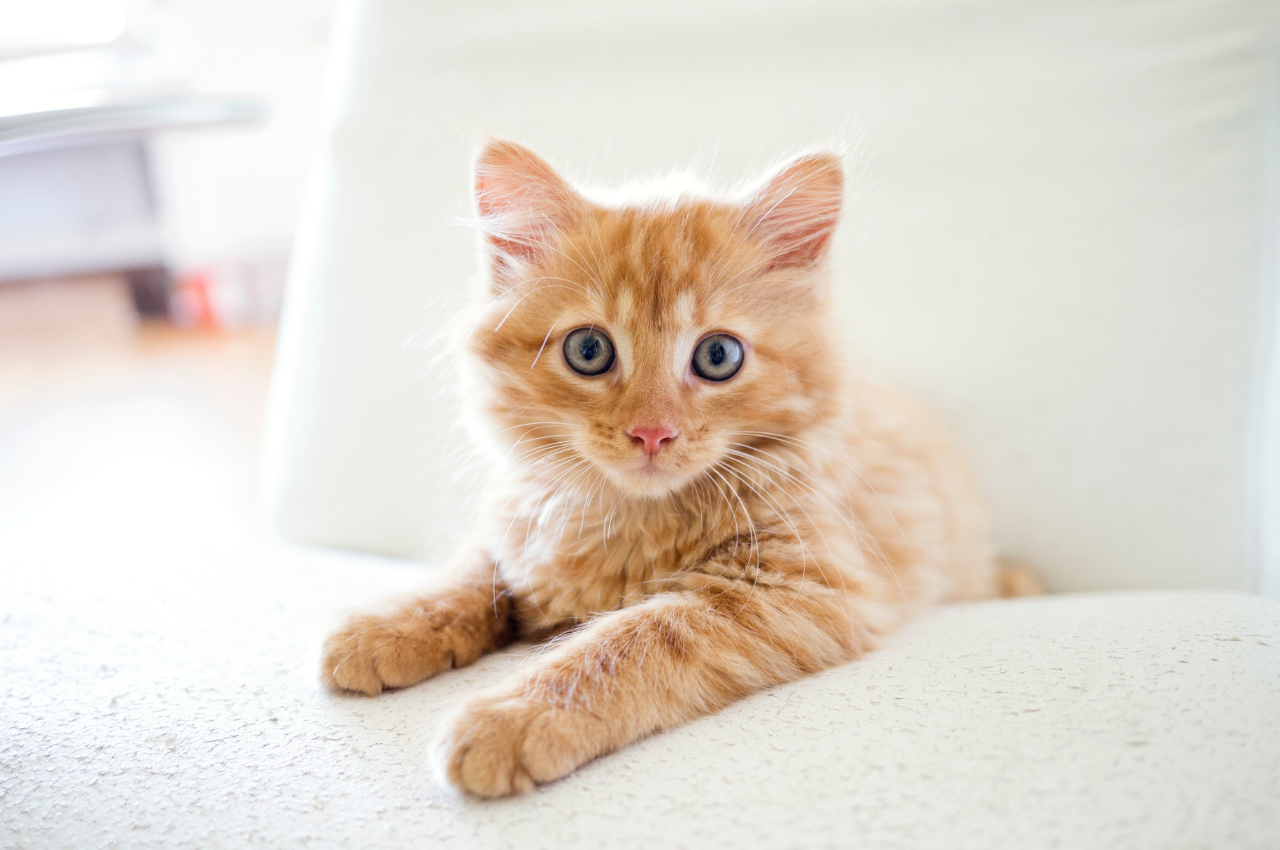 why do cats make biscuits
