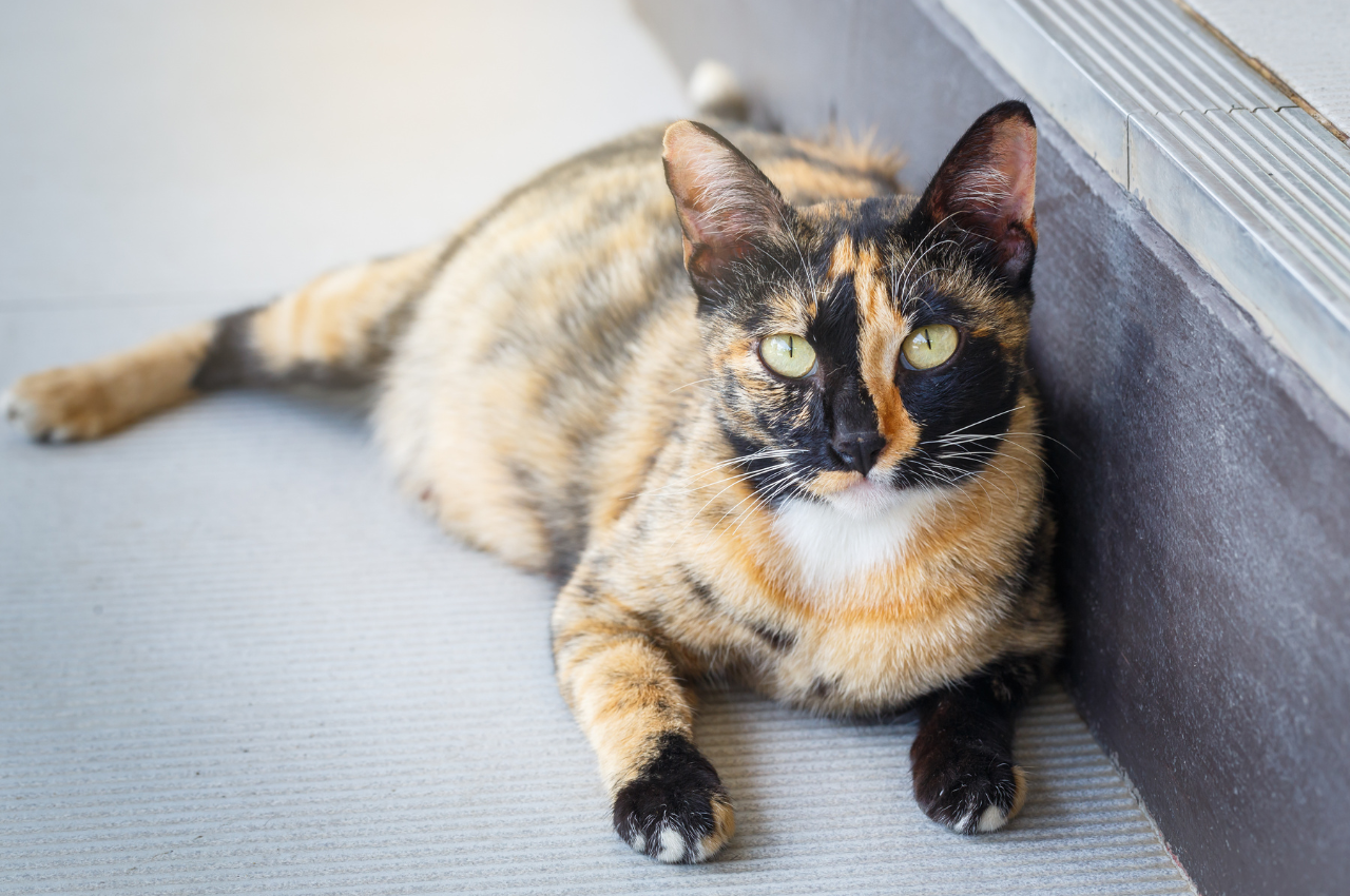 how long are cats pregnant