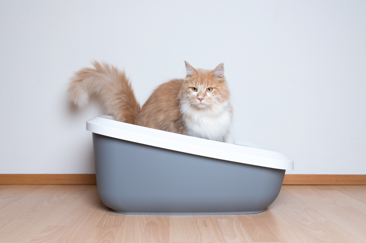 what is the best cat litter