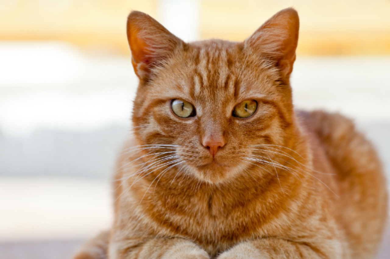 how much does it cost to get a cat fixed