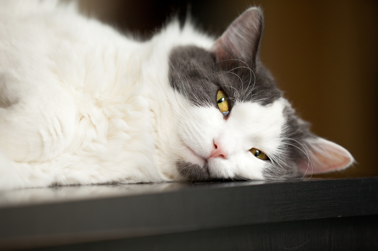 how to tell if your cat is sick