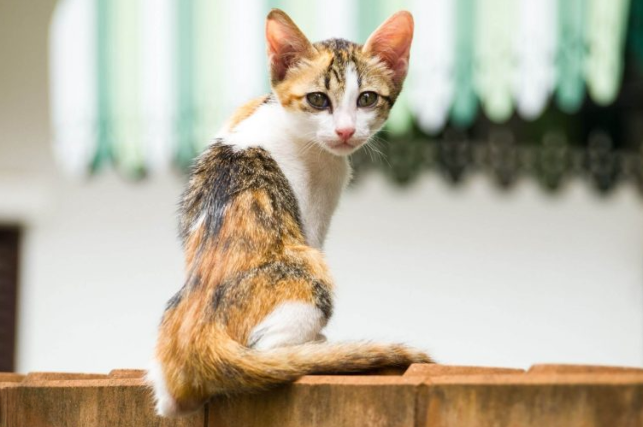 How do I teach my cat her name?