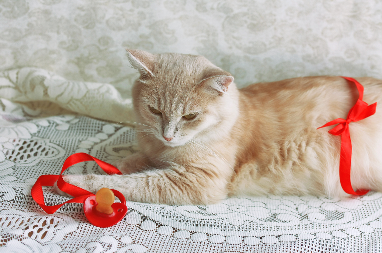 how can you tell if a cat is pregnant