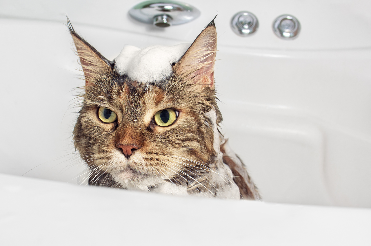 how often should you bathe a cat