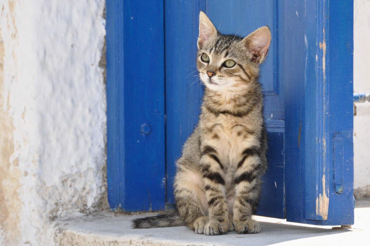 where can i adopt a cat