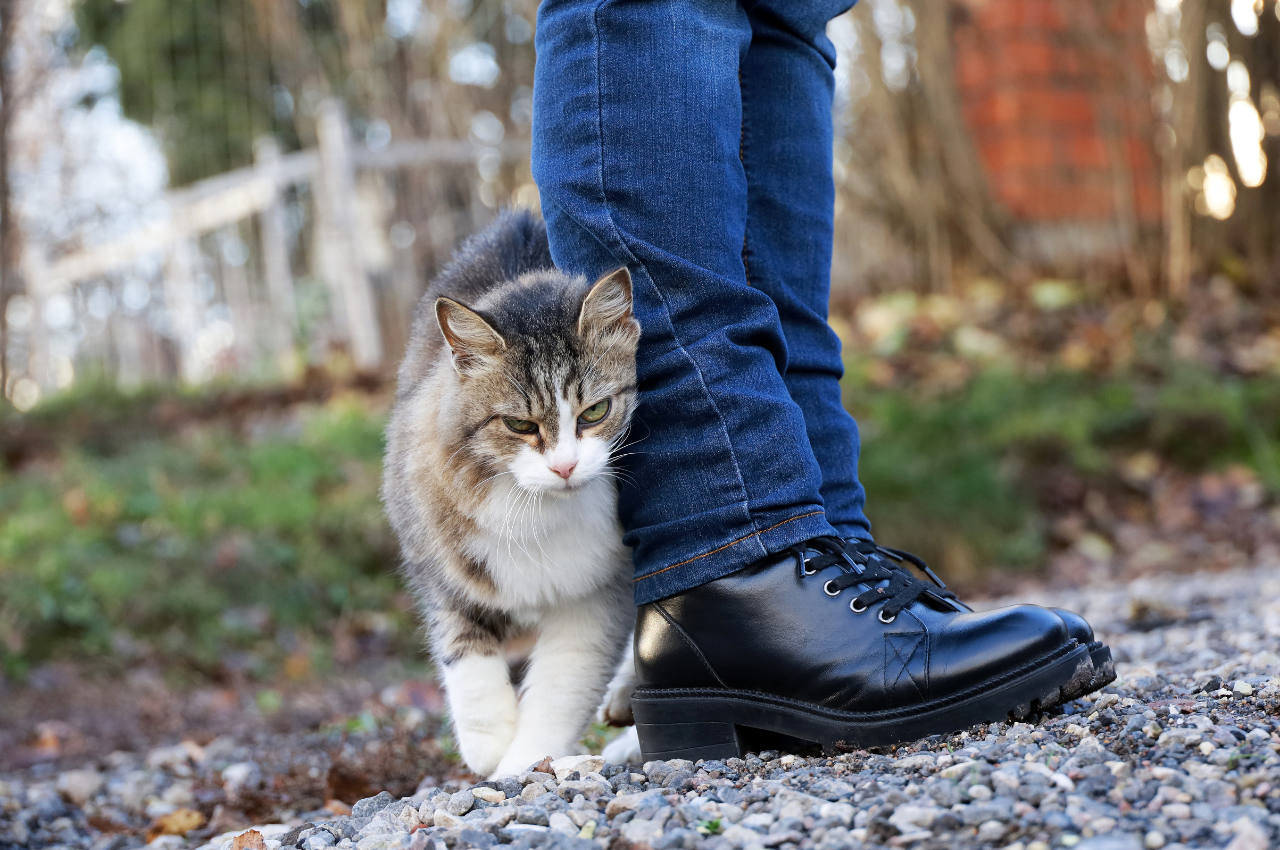 what does it mean when a cat rubs against you
