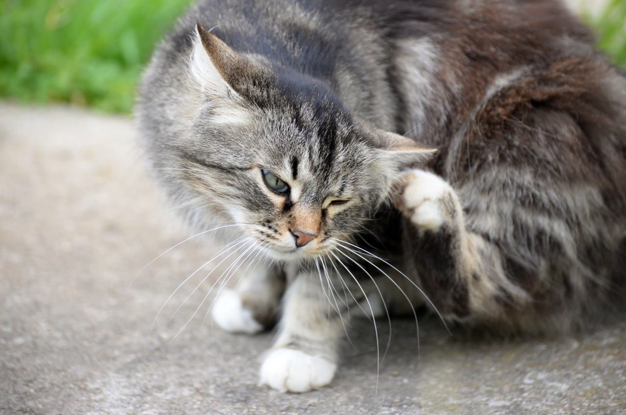 how to get rid of cat fleas