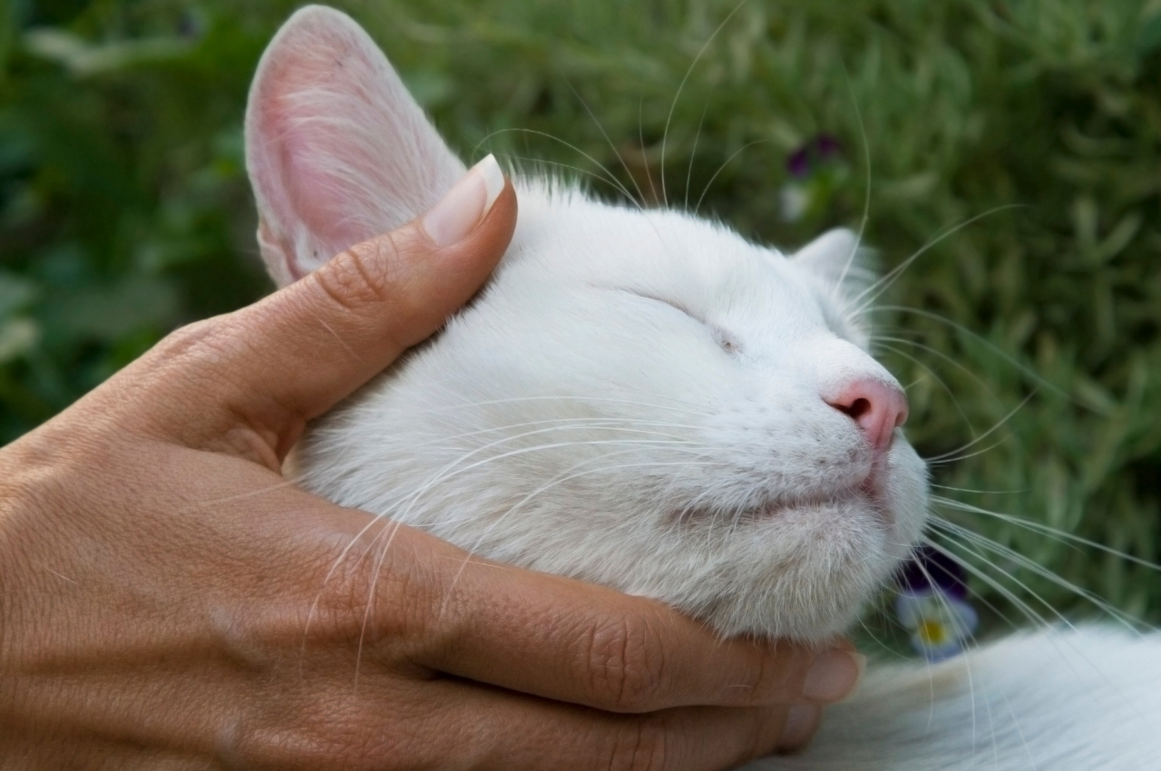 what does a cat purring mean