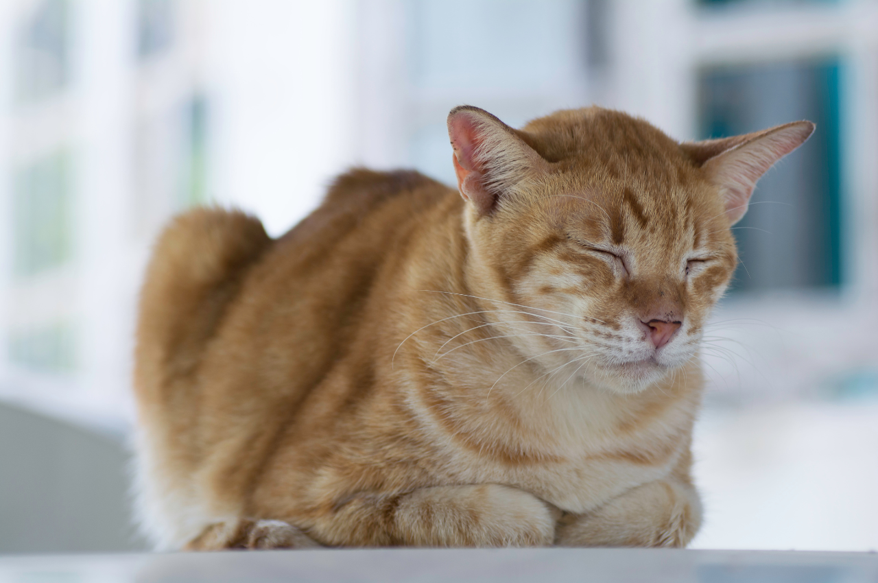 how to treat a sick cat without going to the vet