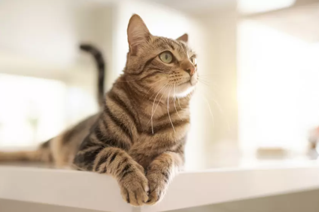 Can I rename my cat?