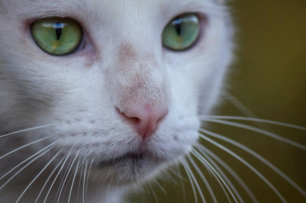 what are cat whiskers for