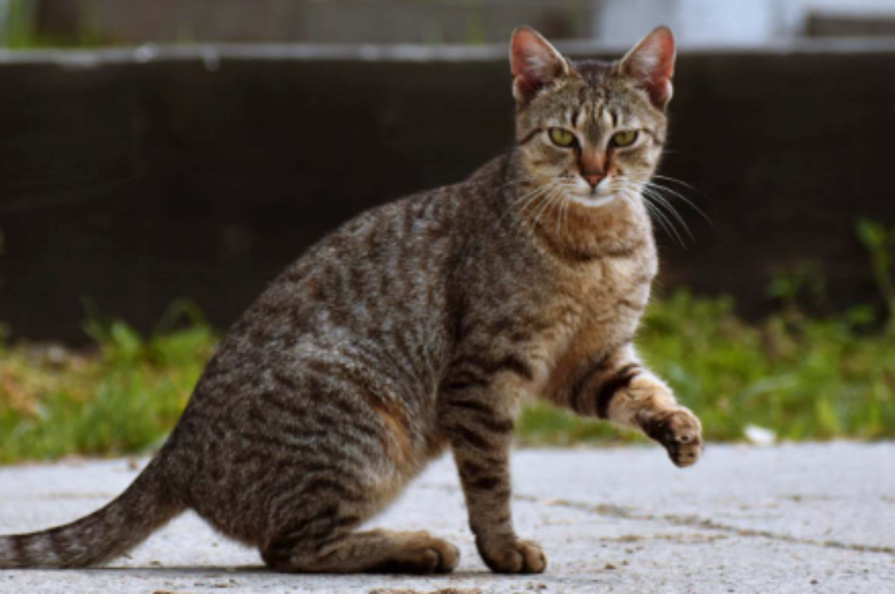 why is my cat limping