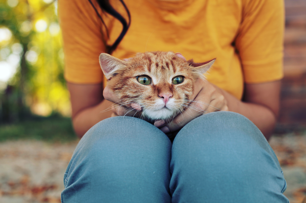 how to make a cat like you
