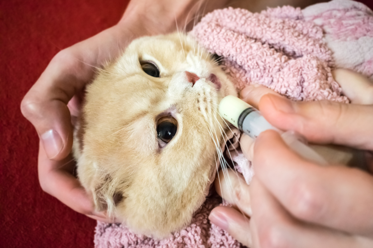 how to give a cat liquid medicine