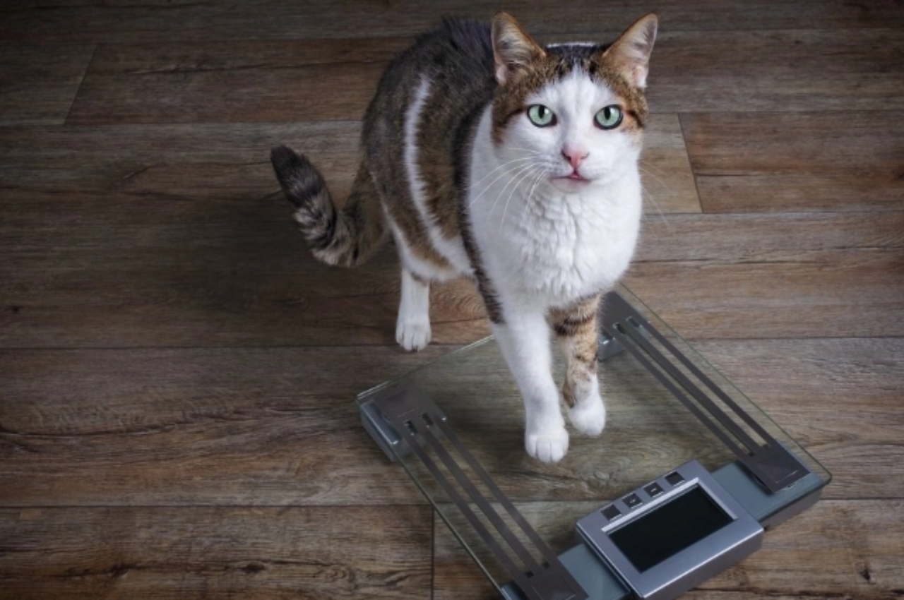 why is my cat losing weight
