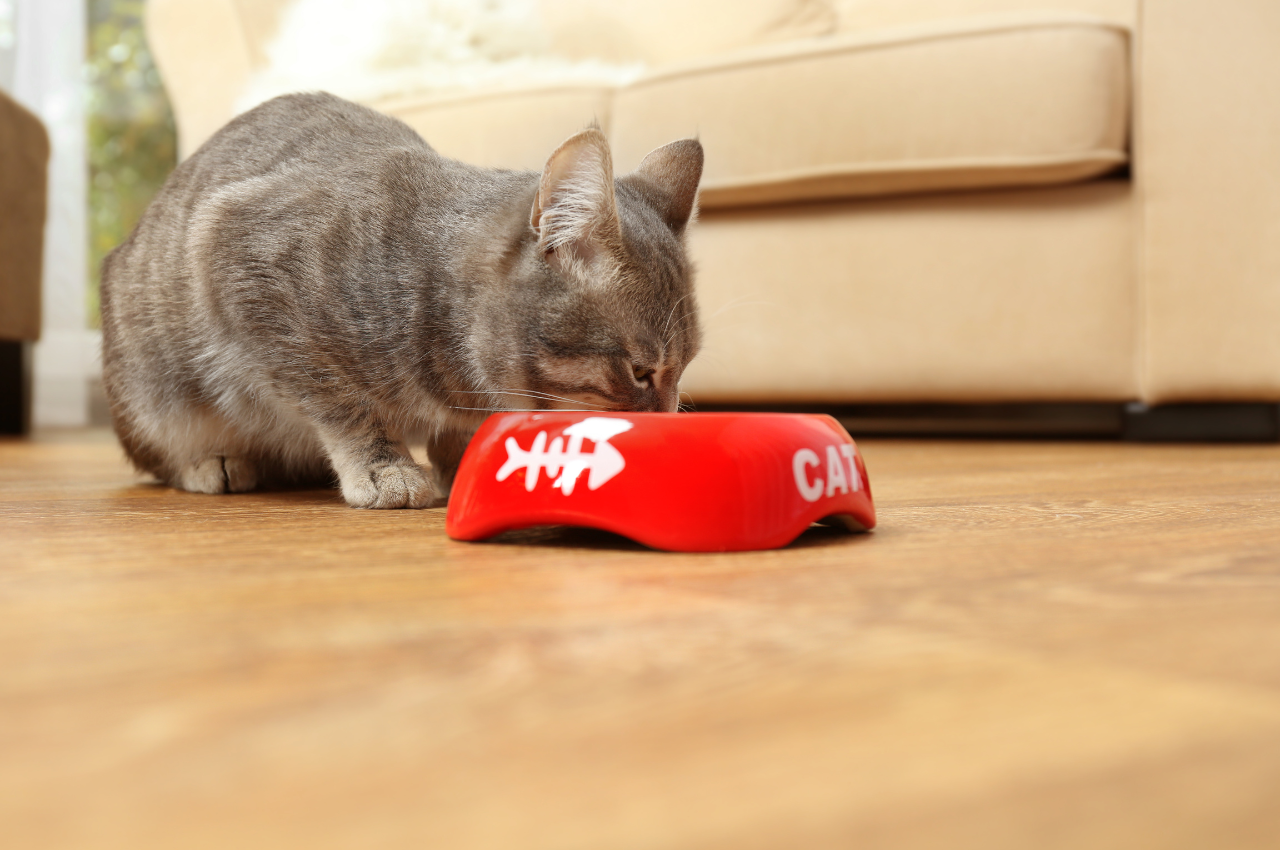 how to fatten up a cat