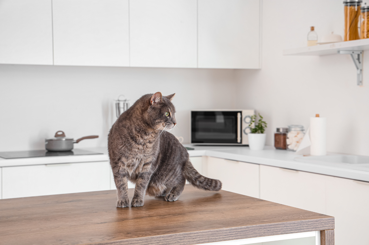 how to keep cat off counter