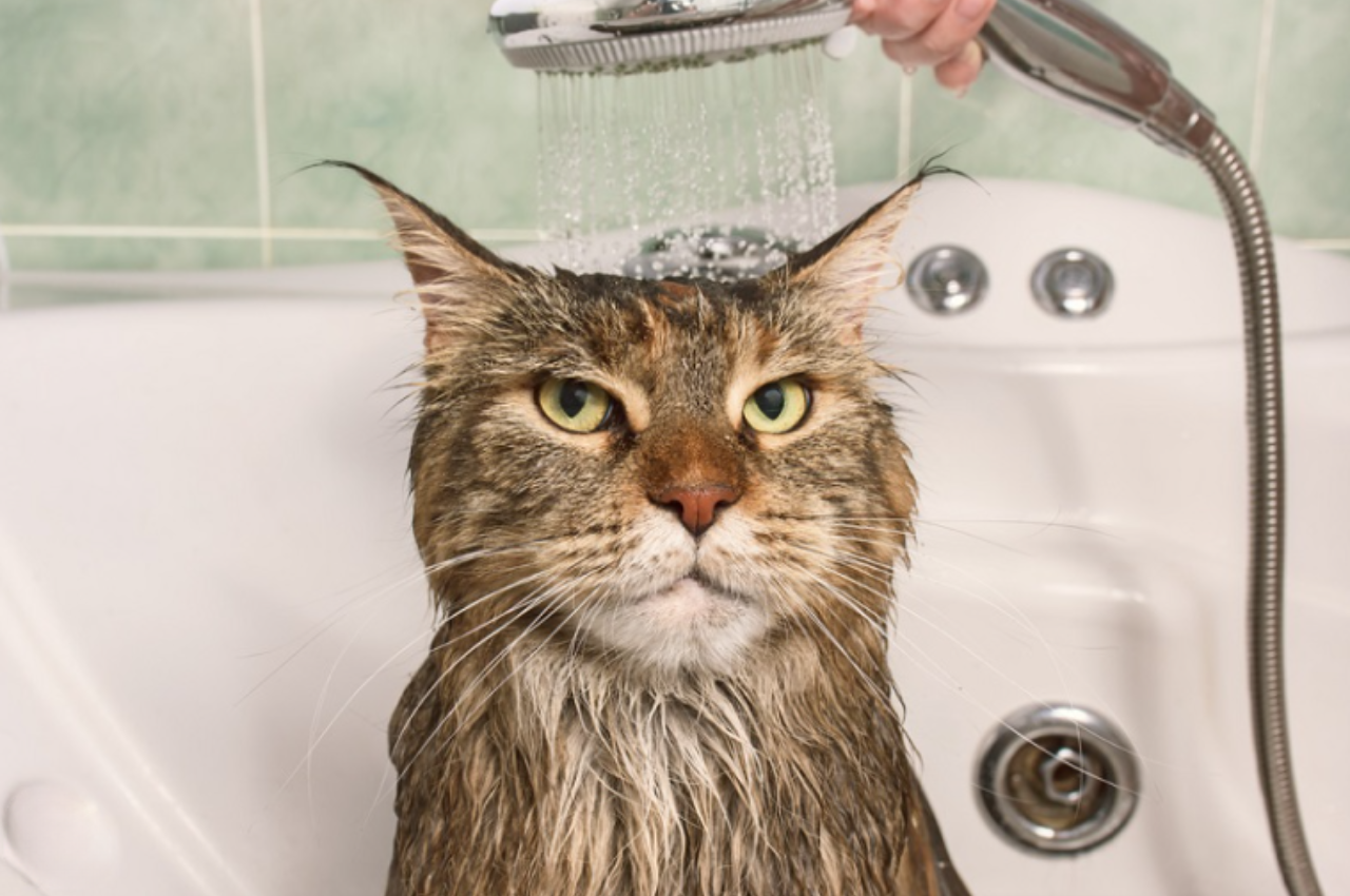 Should I bathe my cat?