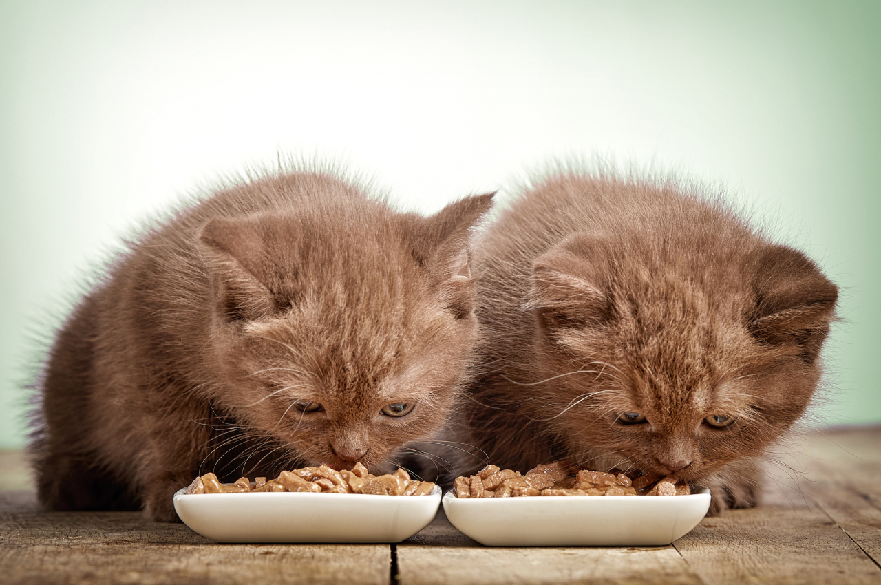 what are the top 5 healthiest cat foods?