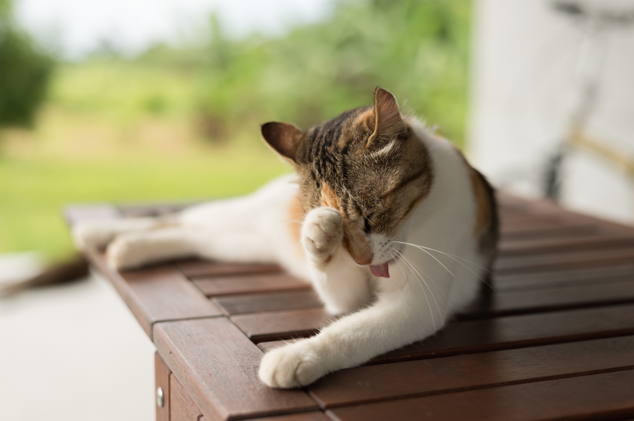 why do cat scratches itch