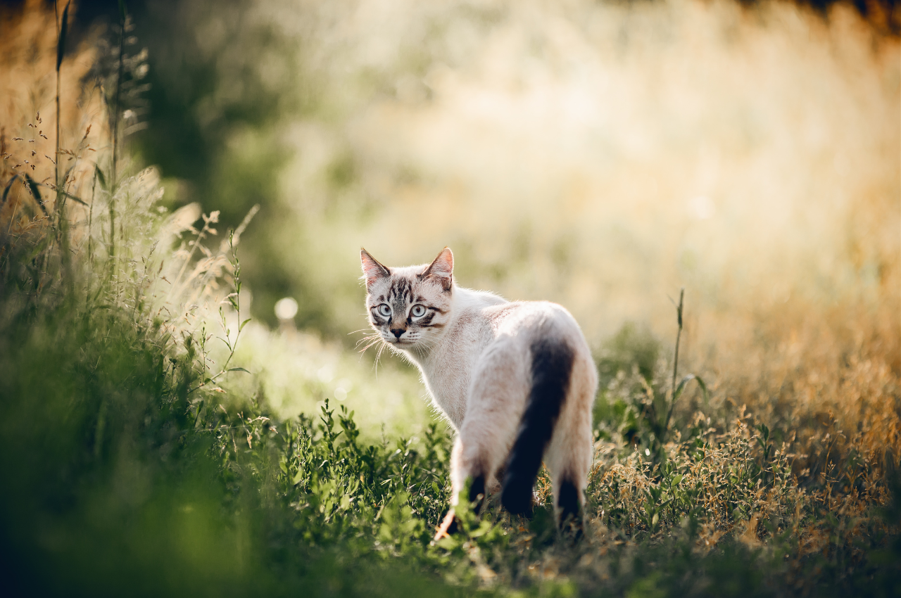 how to find lost cat