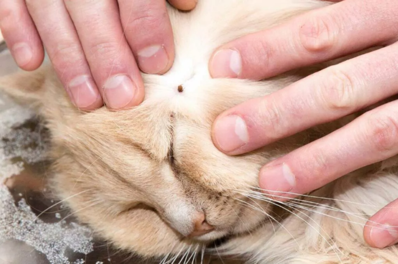 how to remove a tick from a cat