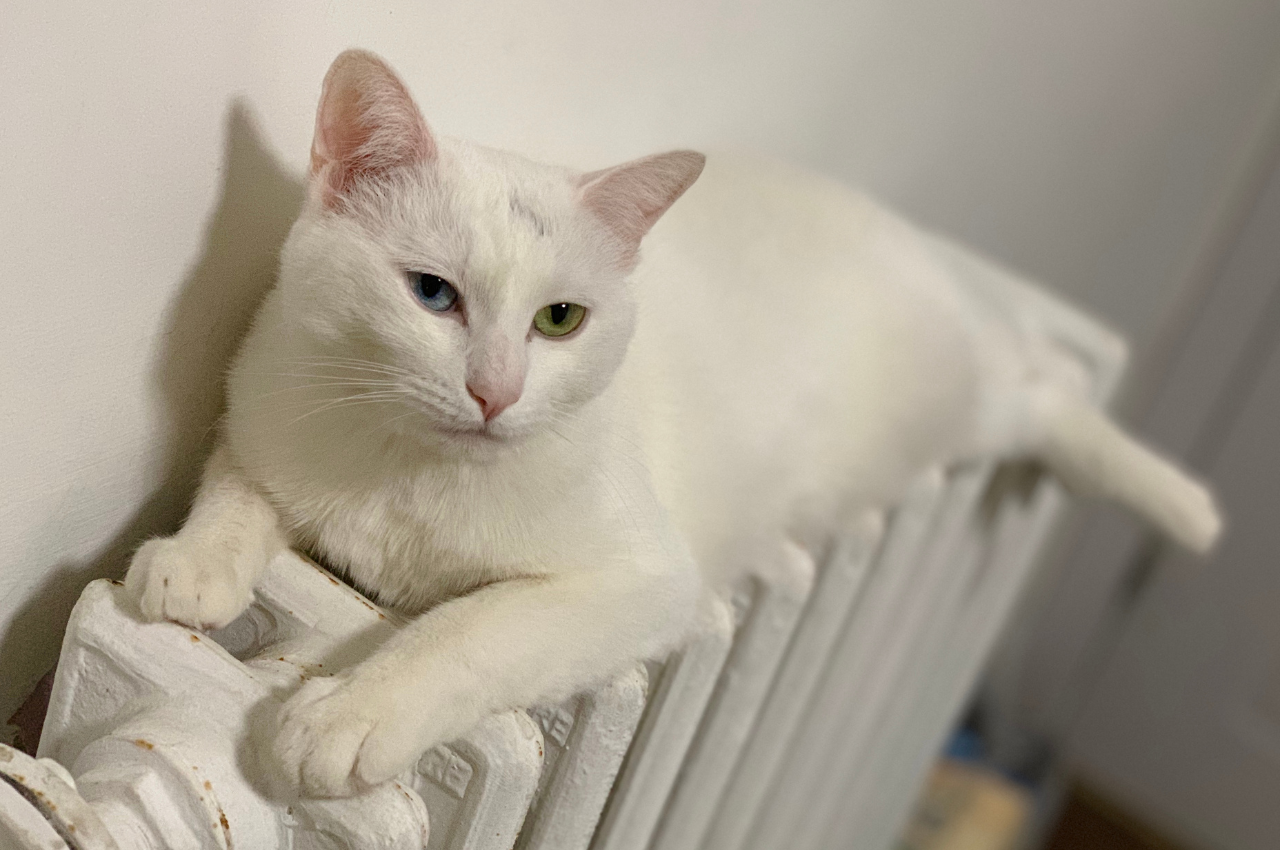 how to tell if a cat is in heat