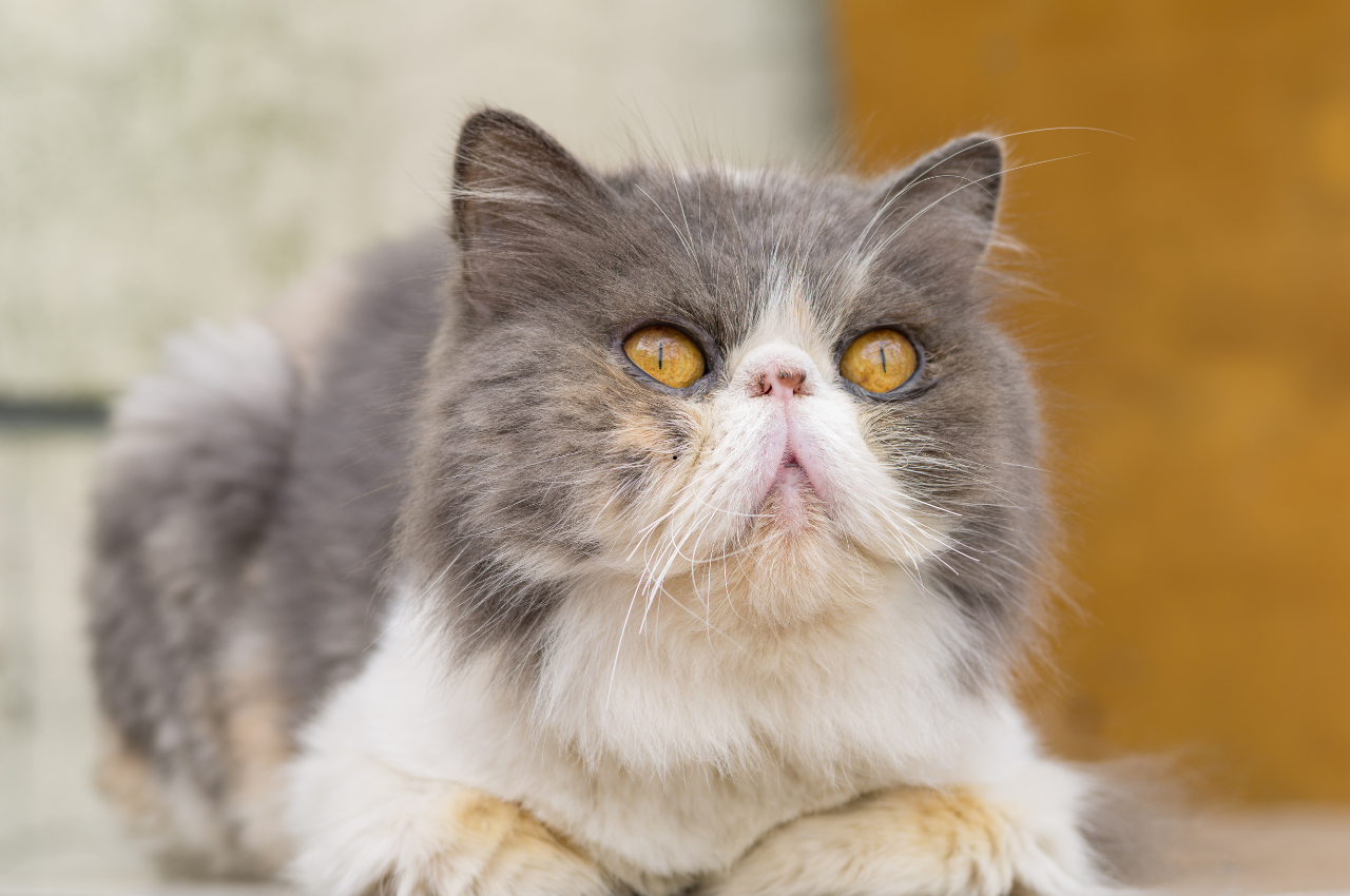 what type of cat is garfield