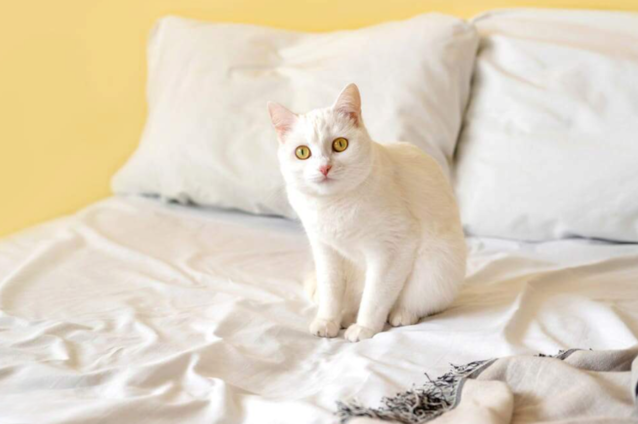 how to stop my cat from peeing on my bed